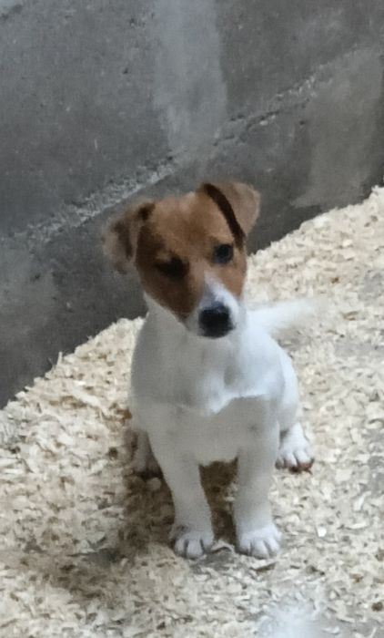 Jack Russell Terrier