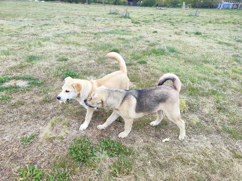 Luna, hybryda Akita inu + labrador