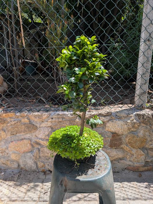 Bonsai Ficus ginseng
