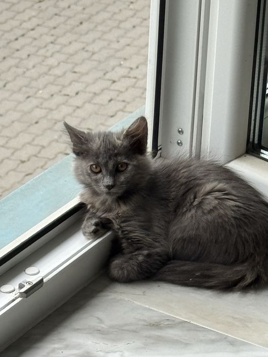 Кошенята в добрі ручки