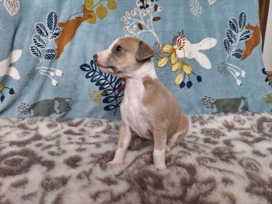 Whippet szczenię suczka
