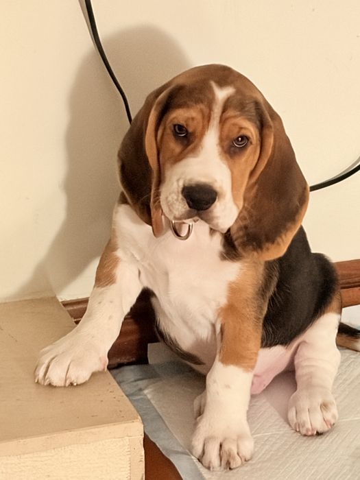 Filhote Beagle macho de 2 meses