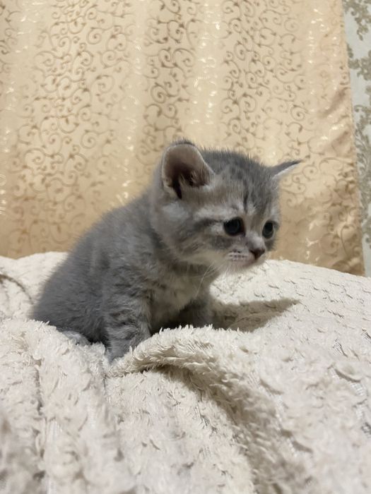 Кошеня британець