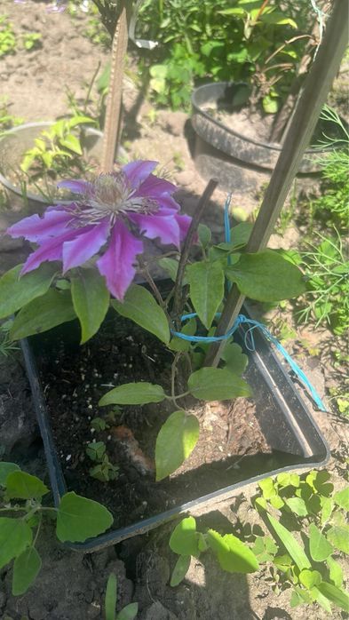 Клематис. Кліматіс.