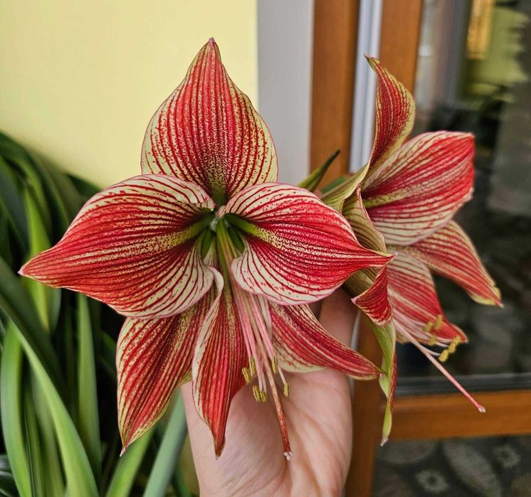 Гіппеаструм Exotic Star, цибулина, луковица, амариллис