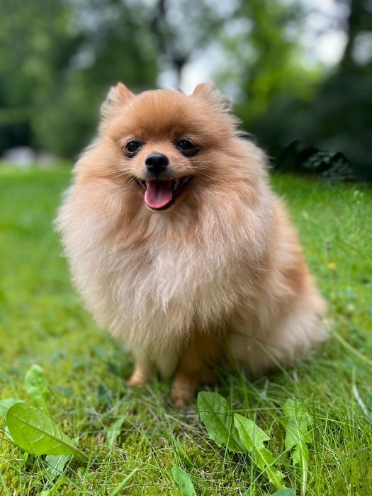 Продається дівчинка померанського шпіца