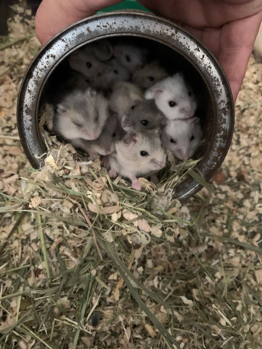 Джунгарські хоміки .Кліточки