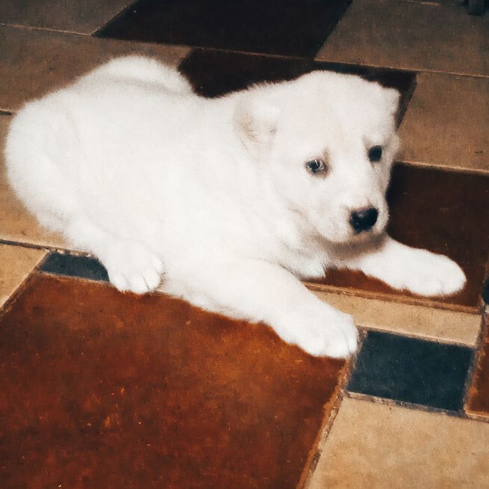 Продаж собаки породи Алабая