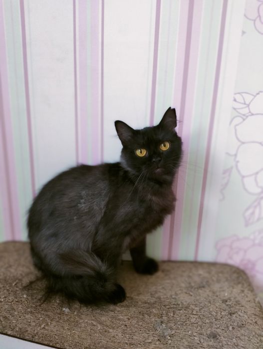 Димчаста красуня шукає родину