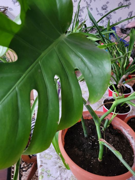 Пальми Монстера та Панданус.