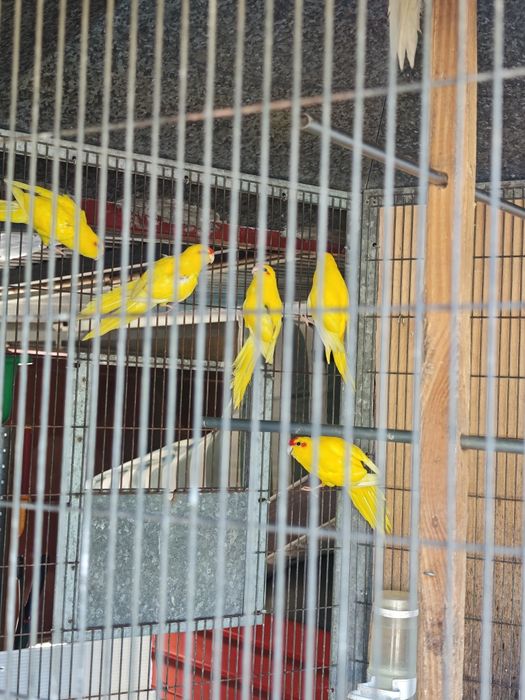 Kakarikis vermelhos e branco