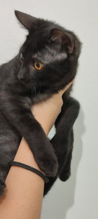 Gata preta para adoção responsável