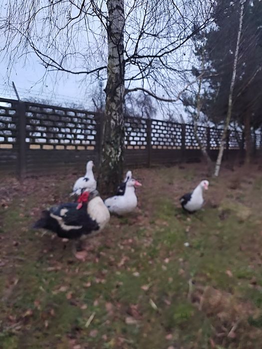 Kaczki  Kaczory francuskie