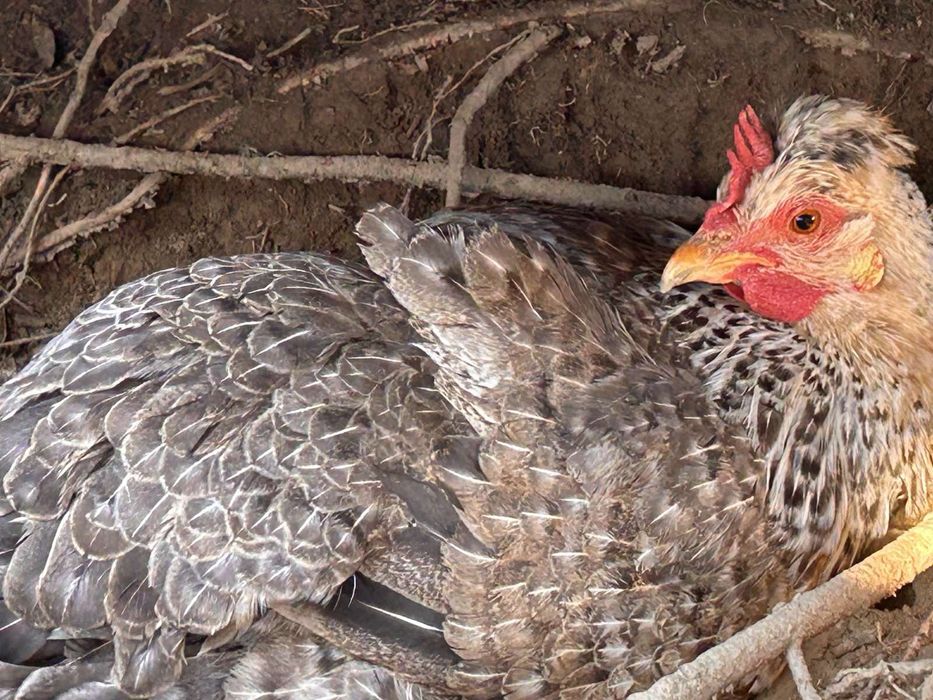 Інкубаційні яйця