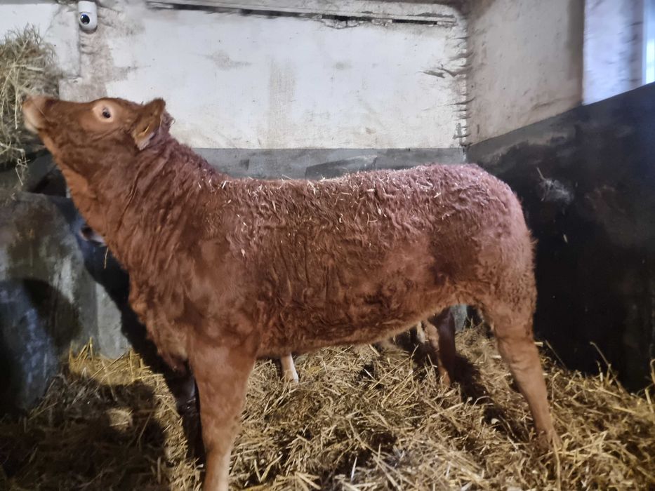 SPRZEDAM jałówki czystej rasy Limousine BEZROŻNE - po ojcu francuskim