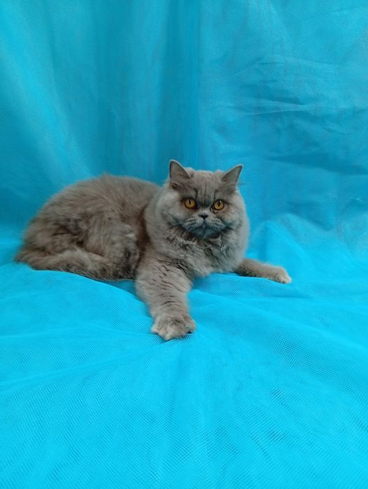 Киця Хайленд прямовуха