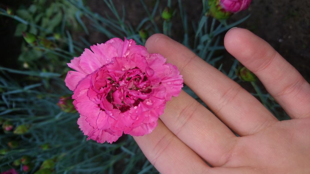 Акція! садові квіти:бадан,хоста,обріета,гвоздика...