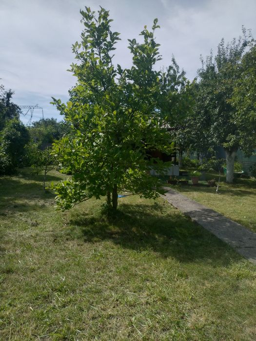 Magnolia drzewo 10 letnie 3-4 m wysokość