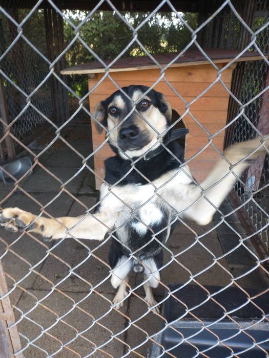 Młody wesoły psiak Batman czeka na dom
