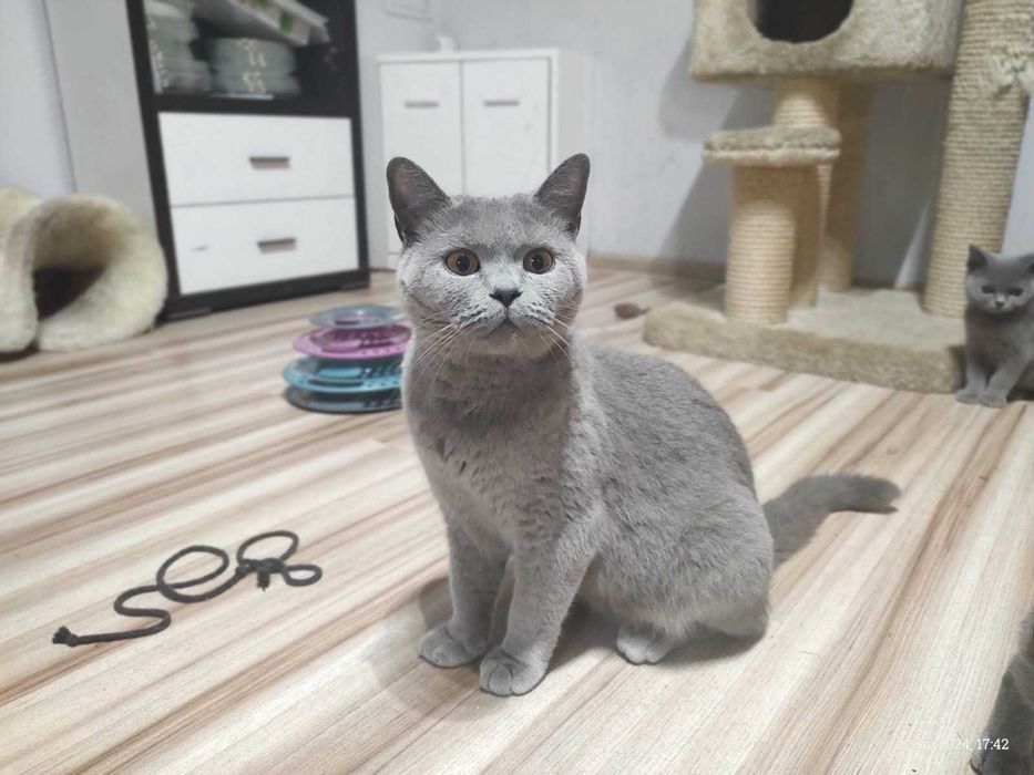 Kotka Brytyjska Niebieska pohodowlana do płatnej adopcji