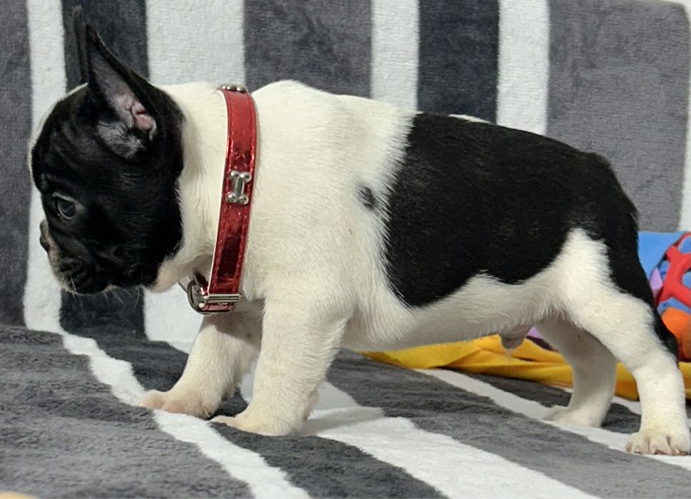 Buldog francuski piesek