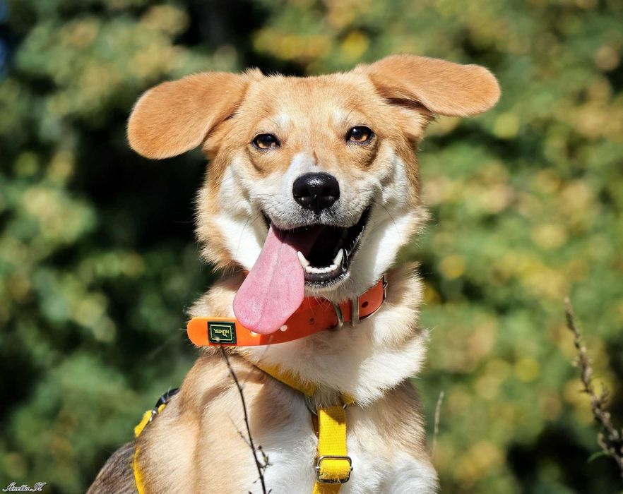 Mała piękna LILI prosi o dom!