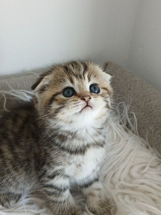 Scottish Fold fêmea