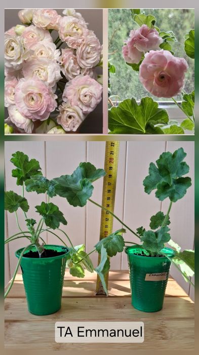 Pelargonia kolekcjonerska