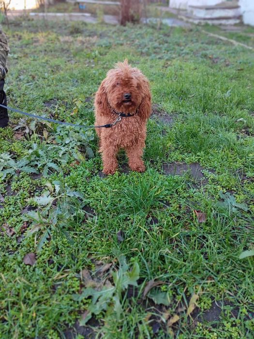 Той пудель в*язка