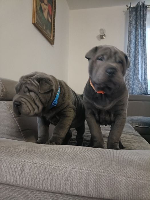 Shar Pei szczenię rodowód