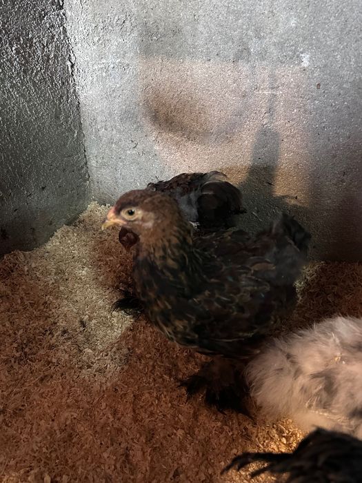 Vendo dois galitos brahma dourada