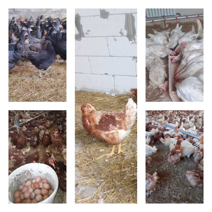 Продам кури несушки! Доставка безкоштовна. Іванків!