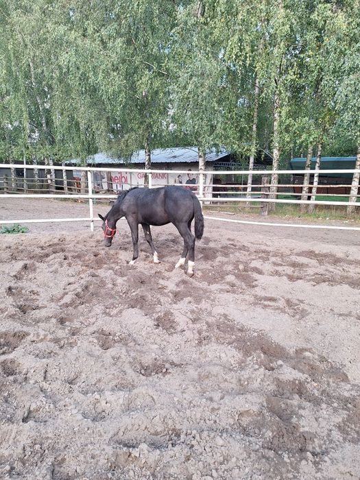 Sprzedam ogiera śląskiego