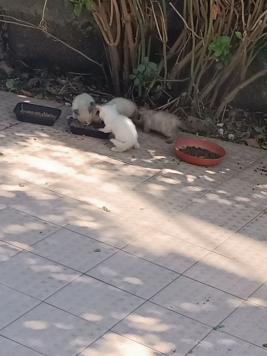 Doação de gatinhos bebés
