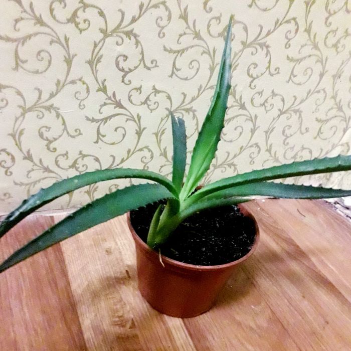 Алое лекарственый в вазоне