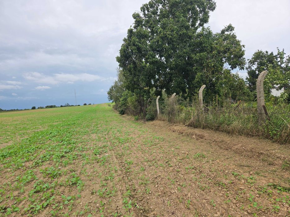 Usługa wykaszania zaniedbanych terenów zielonych