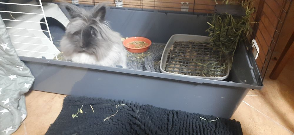 Krolik miniaturka angora angielska York