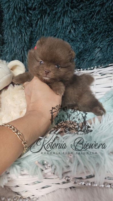 Szpic Miniaturowy/Pomeranian Chocolate/Chocolate &Tan piesek Paszport!