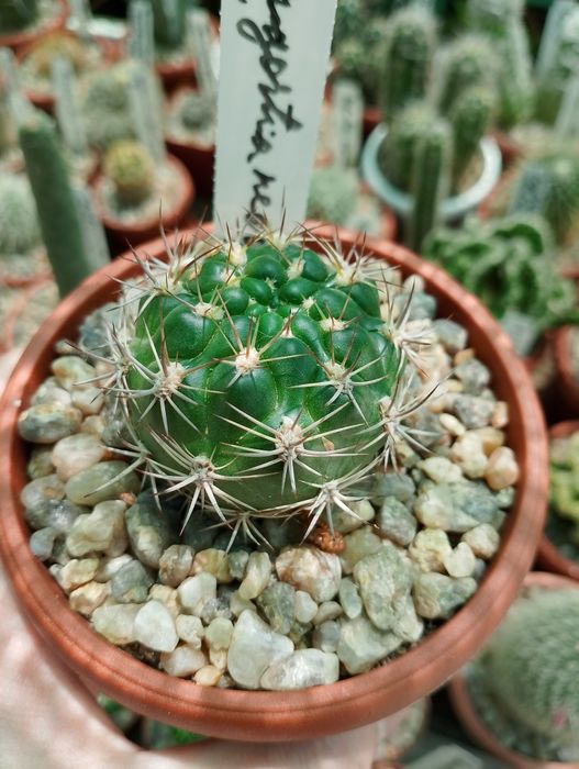 Редкие кактусы Echinocereus rigidisomus