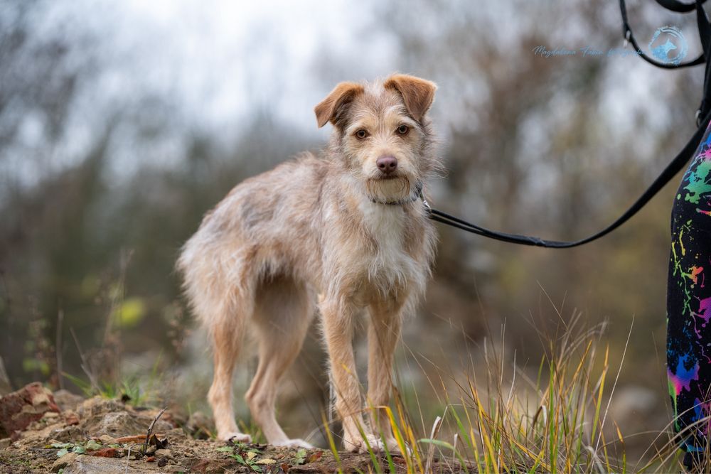 Sunia Viola szuka domu