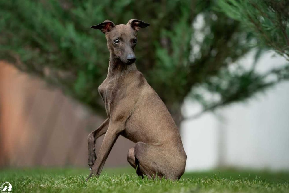 Левретки хлопчик