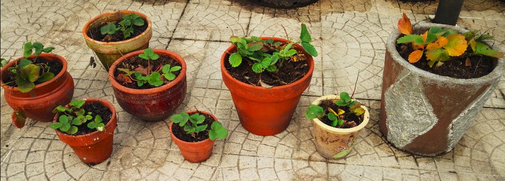 vasos com morangueiros