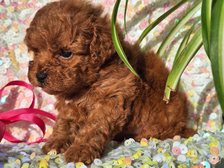 Cavapoo  szczeniaczek z rodowodem