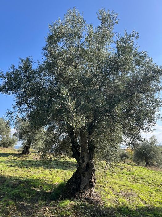 Oliveiras centenárias