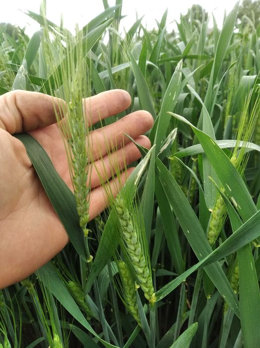 Pszenica jara wąsatka, oścista