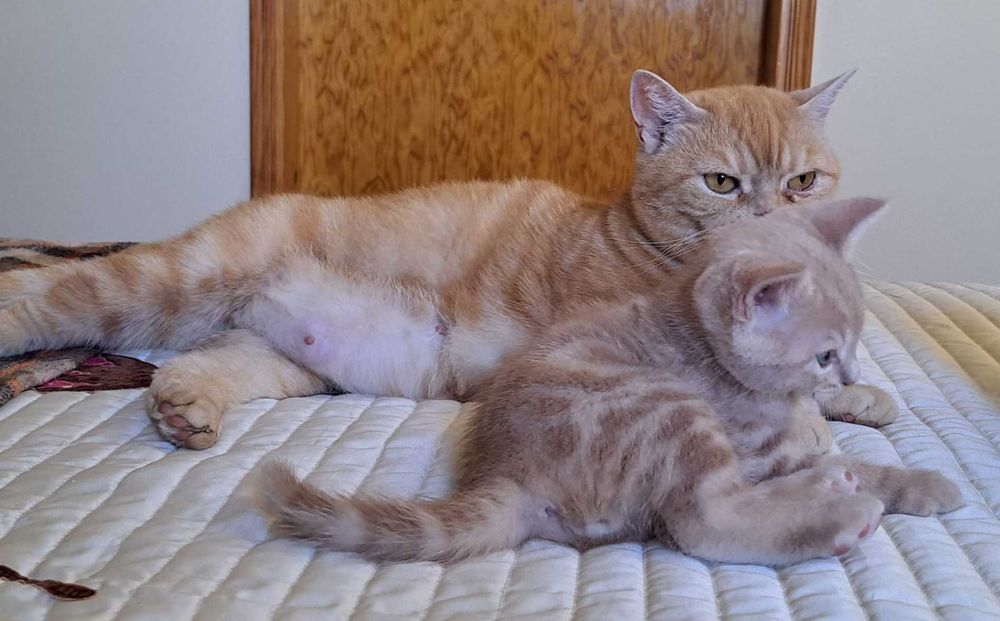 Gato British shorthair, cor creme.