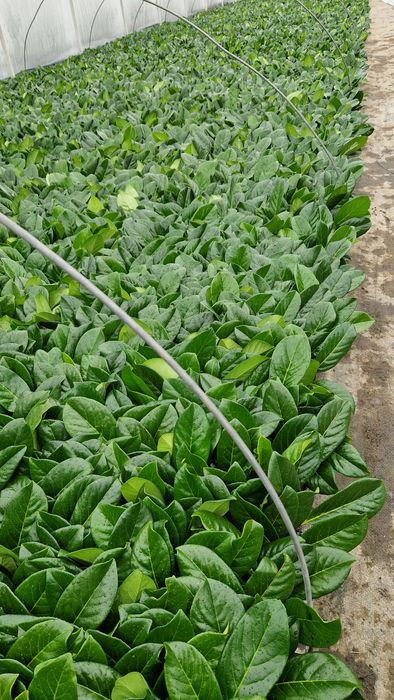 Laurowiśnia Novita Sadzonki