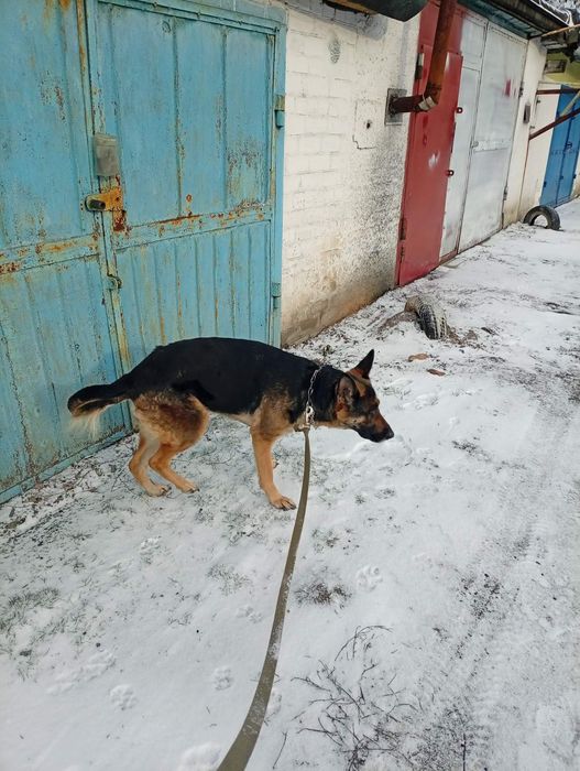 Немецкая овчарка бесплатно. Собака даром. Пёс. Щенок. Щенки