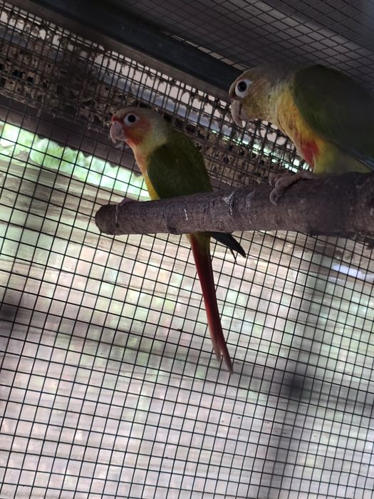 Aves passarinhos