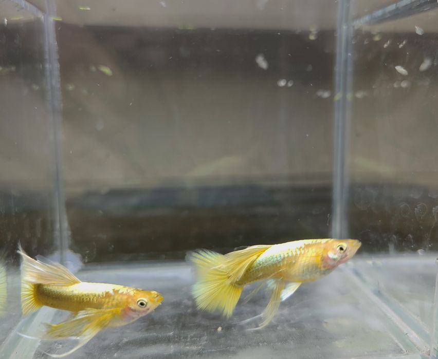 Gupiki full gold ribbon
